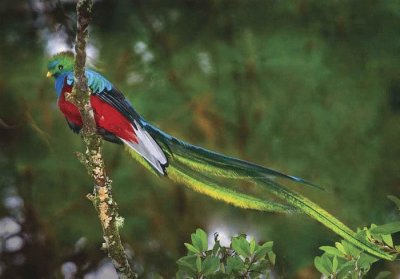 pajaros jigsaw puzzle