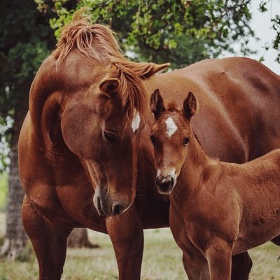 Cavalos 1 jigsaw puzzle