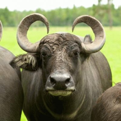 פאזל של bufalo
