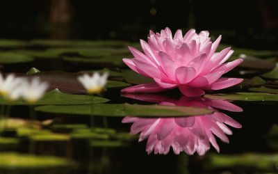 waterlily full jigsaw puzzle