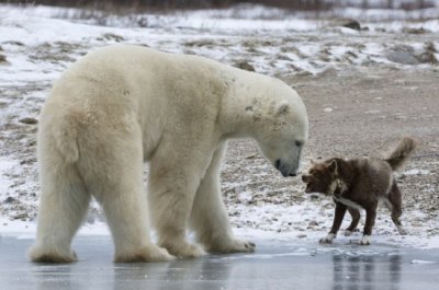 animales jigsaw puzzle