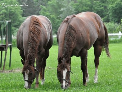 Cavalos 20 jigsaw puzzle