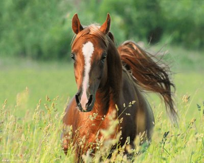 Cavalos 23