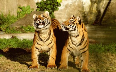 Tigres Salvajes