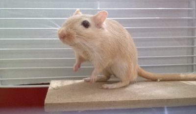 Gerbil