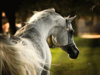 Cavalos 36