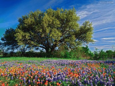 Natureza jigsaw puzzle