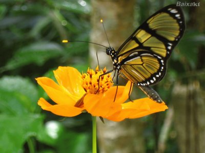 Natureza
