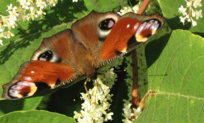 Natureza