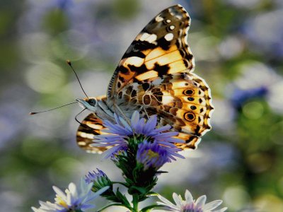Natureza