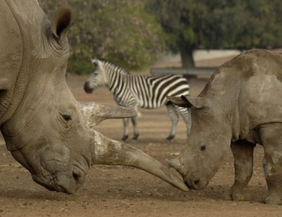 safari ramat gan