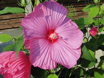 hibiskus jigsaw puzzle