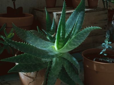 Aloe nocturno