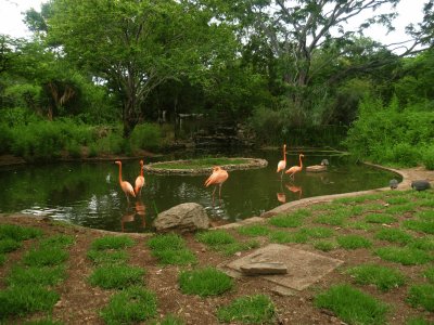 פאזל של flamingos