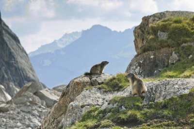 Marmottes jigsaw puzzle