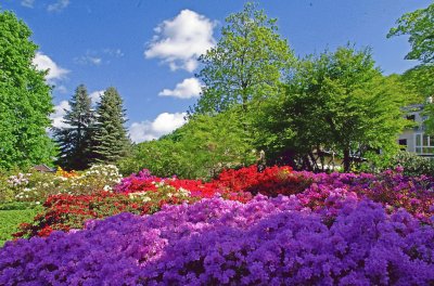 primavera