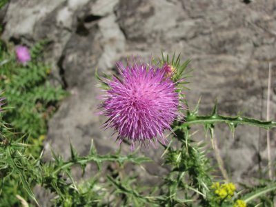 fleur du pays basque