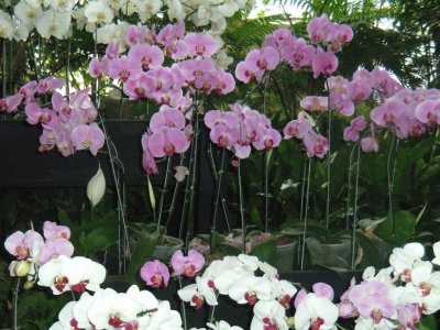 orquÃ­deas