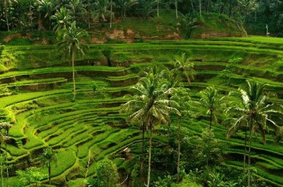 tegalalang rice terrace jigsaw puzzle