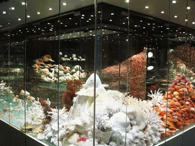 shell museum jigsaw puzzle