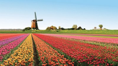 tulipas jigsaw puzzle