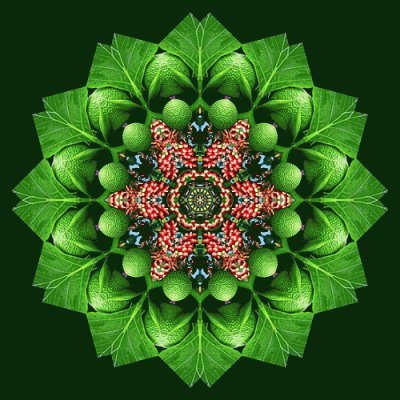 mandala
