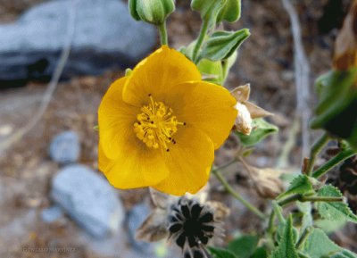 פאזל של flor de malvavisco