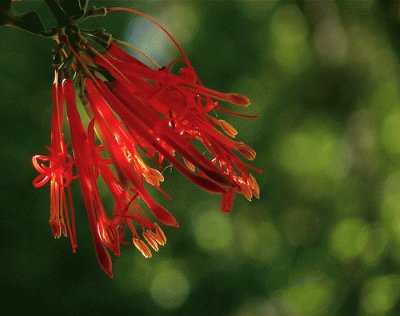 flor silvestre