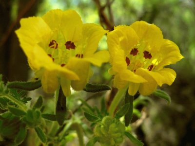 פאזל של flor silvestre