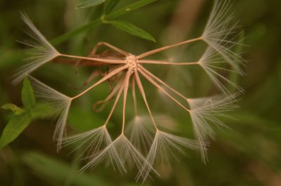 פאזל של flor silvestre