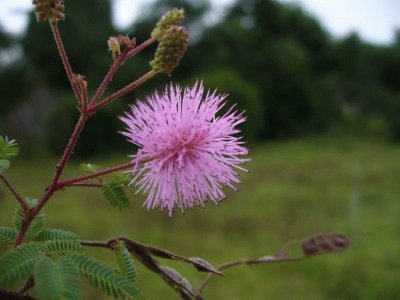 flor silvestre