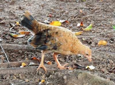 Frango Caipira