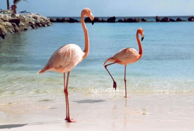 Flamingos jigsaw puzzle