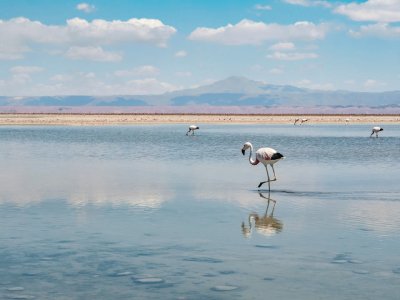 פאזל של Laguna Chaxa