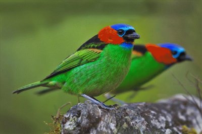 פאזל של colourful bird