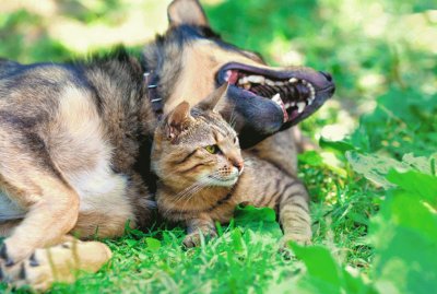 Cão e Gato