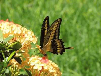 Borboleta