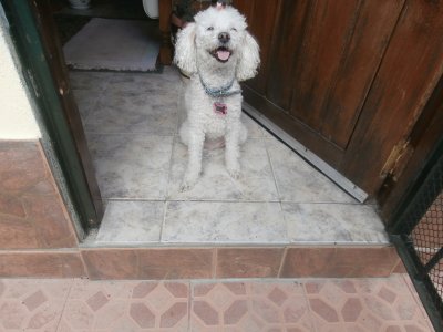 DAISY MI CANICHE