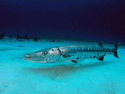 פאזל של barracuda