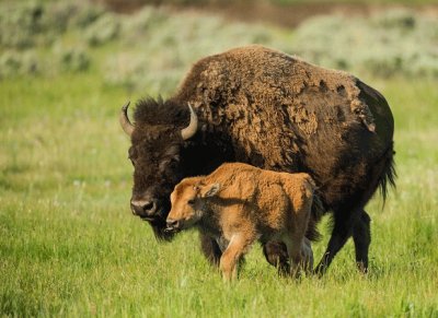 פאזל של bisonte