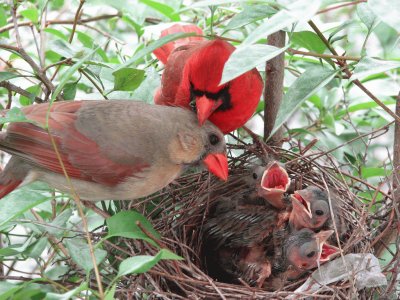 cardinale