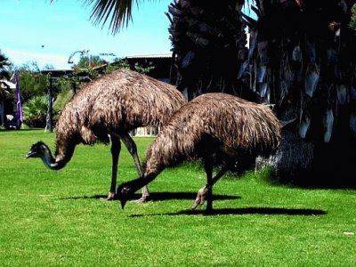 פאזל של emu