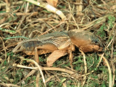 grillotalpa