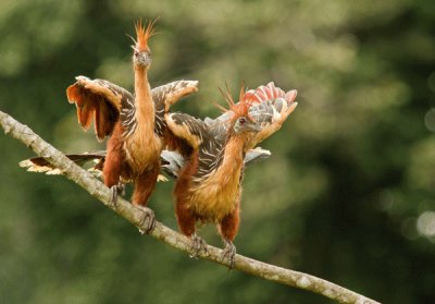 hoatzin