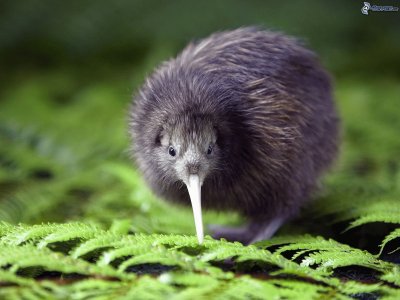 kiwi