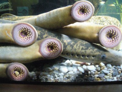 lampreda