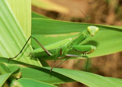 mantide religiosa