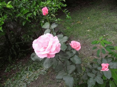 Rosas