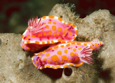 פאזל של nudibranchi