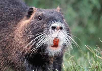 nutria